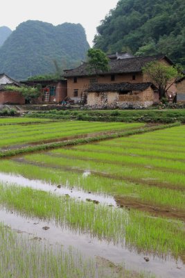 Rice paddies - Yulong valley