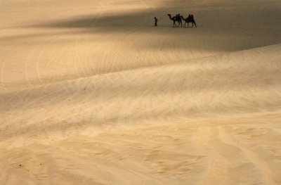 The camels