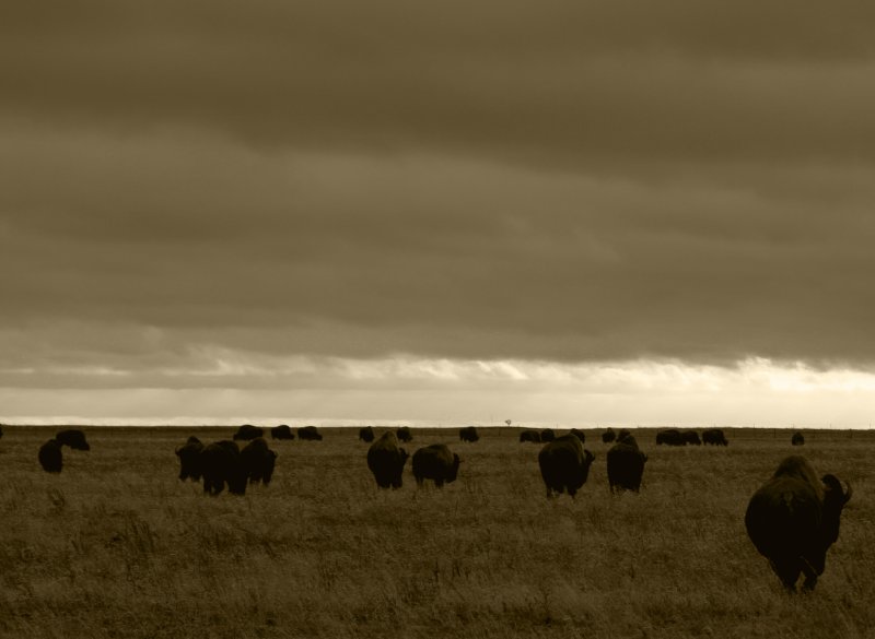 Home on the range.