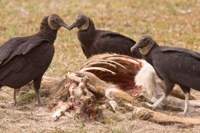 Black vultures