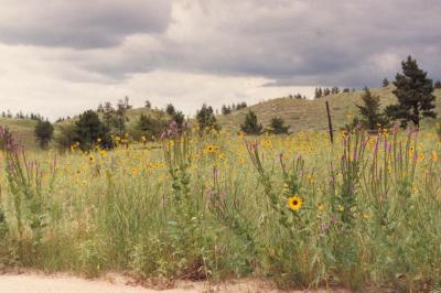 Wildflowers outside the Nebraska National Forest