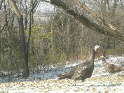 Wild turkeys in the backyard