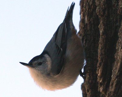 IMG_4047M.jpg