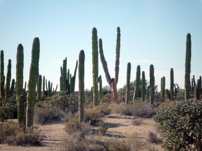 Sonoran desert.  Saguaro here is called Cabron