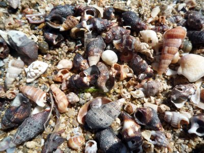 Typical shell-rich beaches