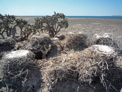 Cormorant nests
