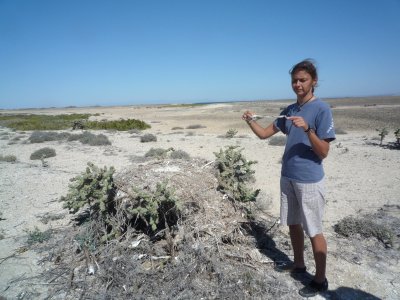 Osprey nest, with lots of pelican skeletons