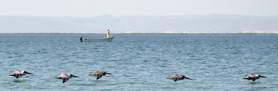 Pelicans skimming the water