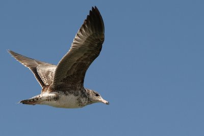 The sooty shearwater it was not...