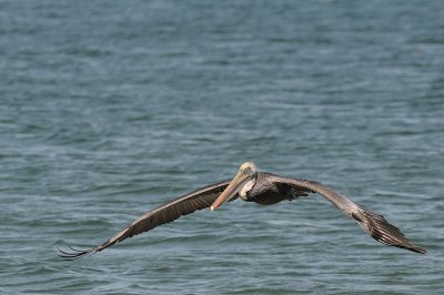 just can't stop shooting the pelicans  . . .