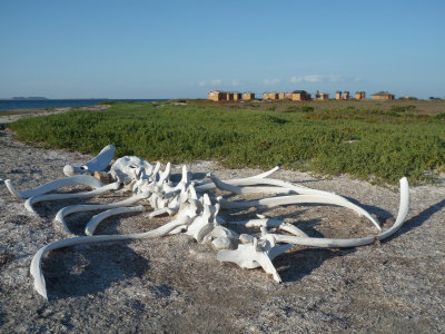 Gray whale skeleton near camp