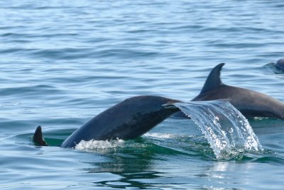 Dolphins--what a treat!