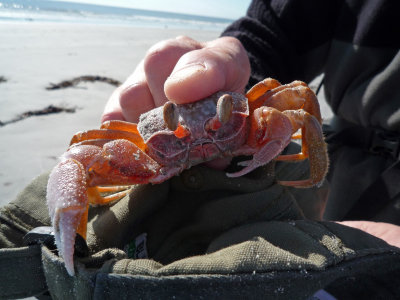 I challenge anyone to catch a ghost crab