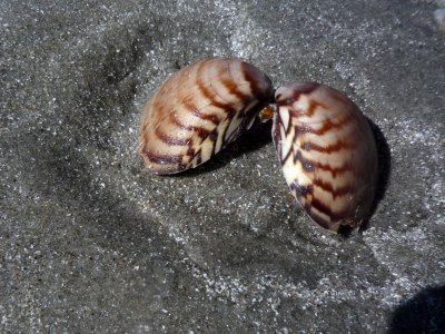 Beautiful shells, like jewels in the sand