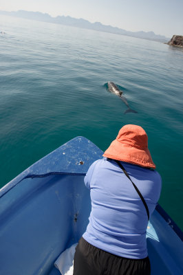 Another fantastic dolphin encounter