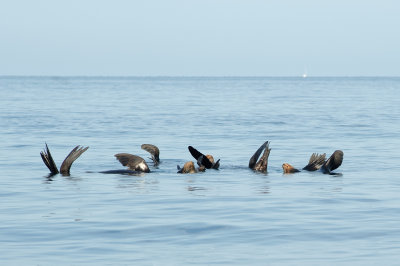 Sea lions basking at the surface