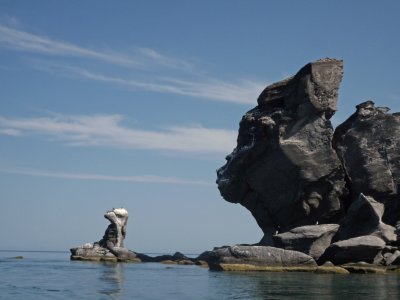 The gorilla's Seagull (yes we know they are gulls!) friend