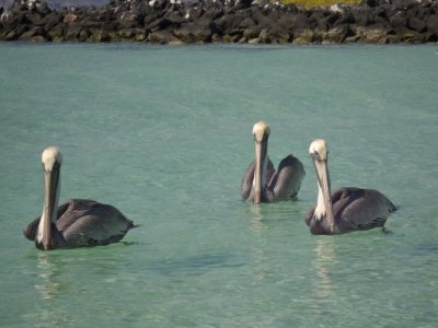 Three pelicans on amazing aqua agua