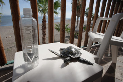 Tortuga...and MLE's well-travelled water bottle!