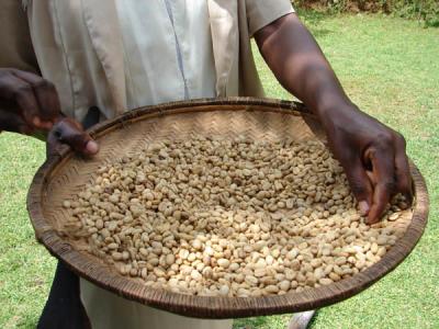 Raw coffee beans at Mulala