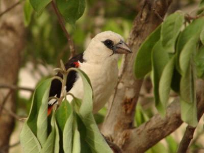 Buffalo weavers make messy nests