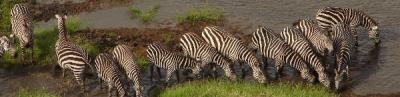 Zebras sharing the shoreline
