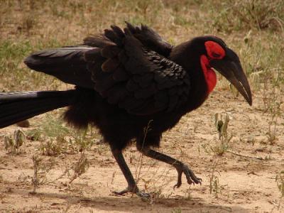 This southern ground hornbill was about the size of a turkey--a BIG turkey