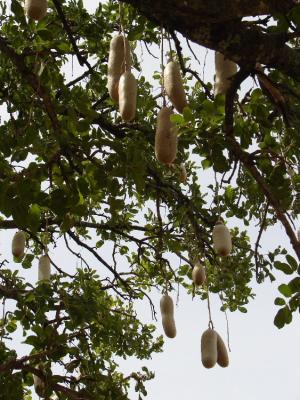 Sausage tree - the fruit was heavy!