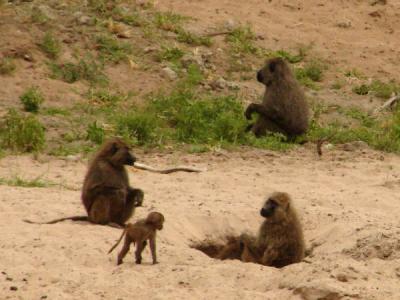 g3/32/654332/3/58770981.Africa.webDSC05376c.jpg