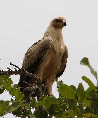 g3/32/654332/3/58770984.Africa.webDSC05420c.jpg