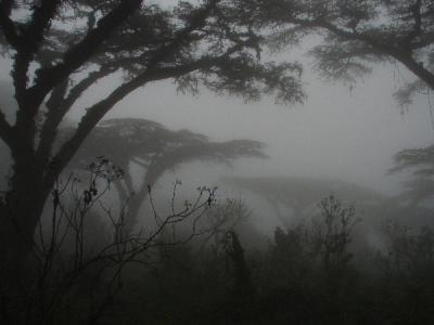 Acacias in the mist