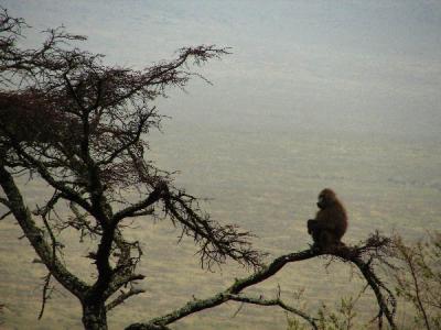 Baboon morning perch