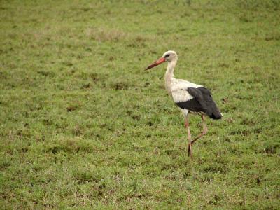 White storks migrate from Europe