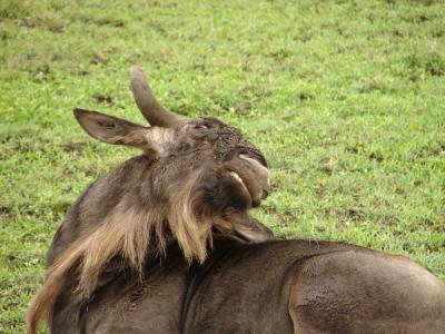 g3/32/654332/3/58771051.Africa.webDSC05830.jpg