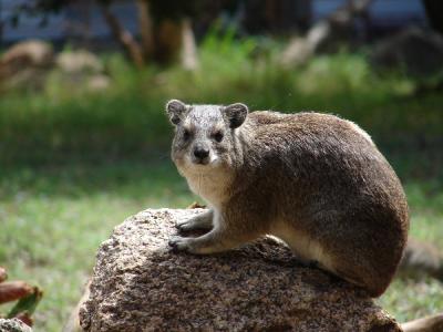Which kind of hyrax is this?