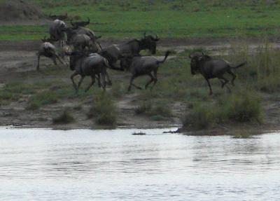 g3/32/654332/3/58771134.Africa.webDSC06335c.jpg