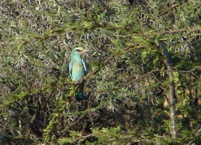 I think this was a Eurasian roller...?