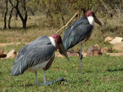 Maribou storks do the funniest things with their feet
