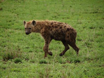 Hyena lope
