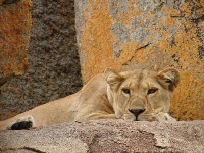 Lioness perch
