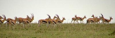 Parade of Thompson's gazelles