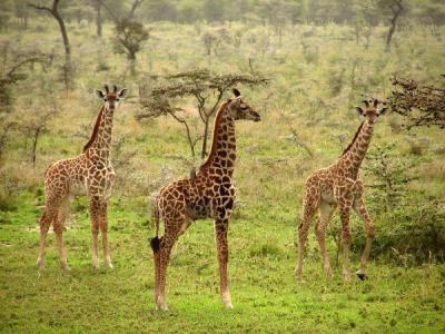 g3/32/654332/3/58771224.Africa.webDSC06910a.jpg