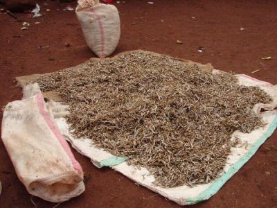 Dried fish from Lake Victoria