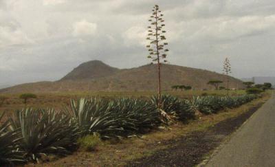 Giant roadside agave