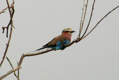Lovely lilac-breasted roller