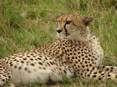 The nailed-down cheetah