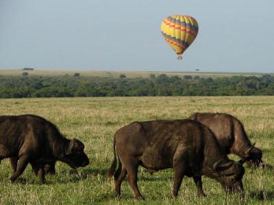 Buffalo under balloon