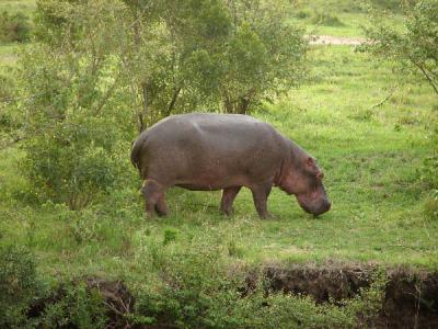 Adult hippo in the afternoon