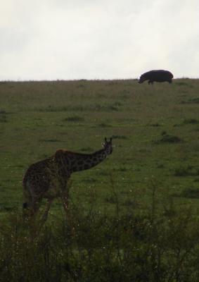 Twiga watching kiboko