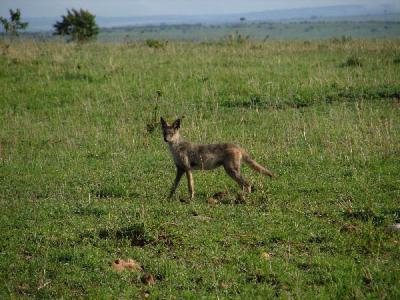 Where did this common jackal come from?